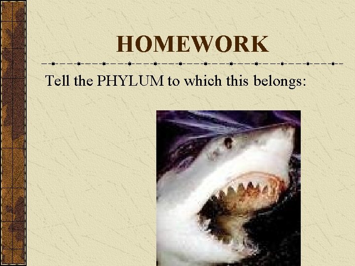 HOMEWORK Tell the PHYLUM to which this belongs: 