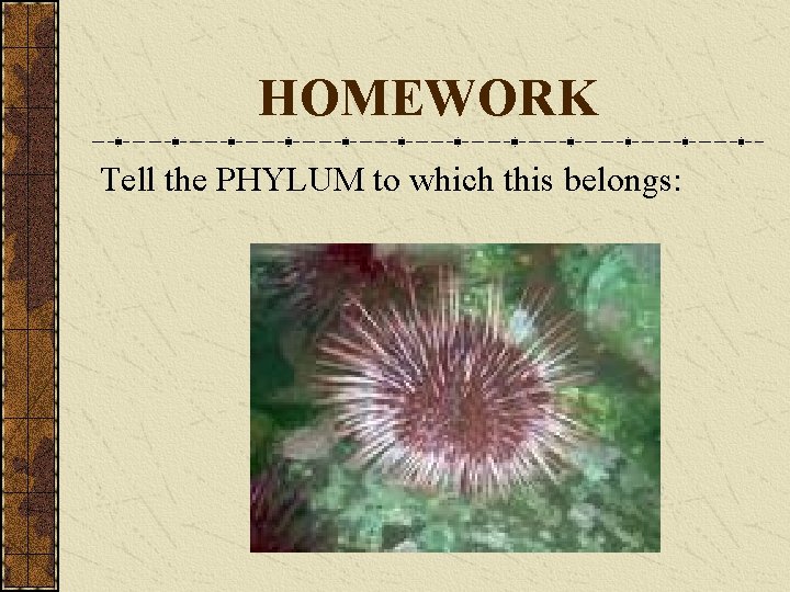 HOMEWORK Tell the PHYLUM to which this belongs: 