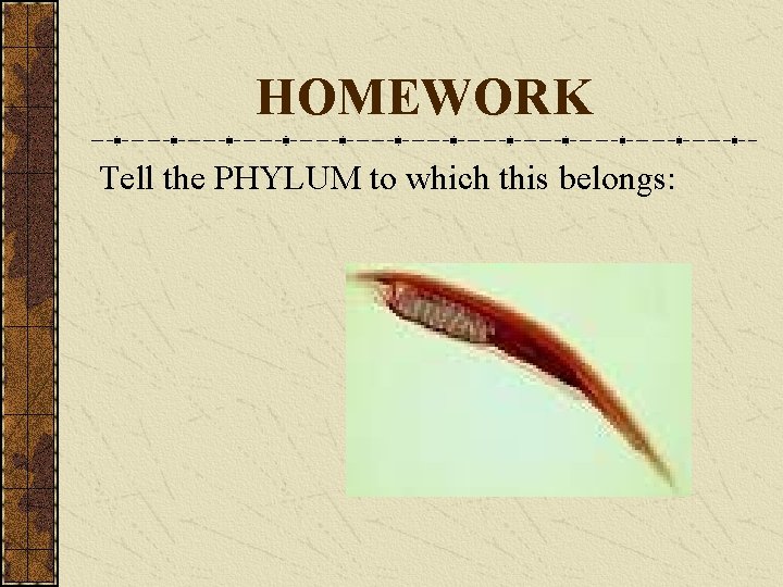 HOMEWORK Tell the PHYLUM to which this belongs: 