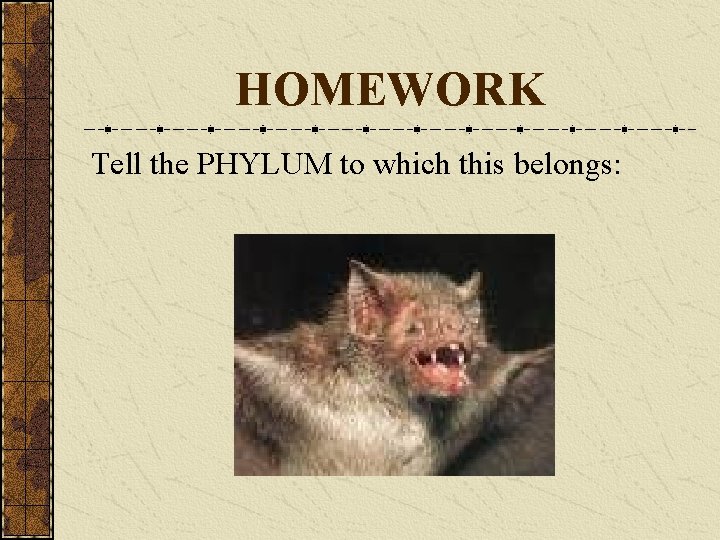 HOMEWORK Tell the PHYLUM to which this belongs: 