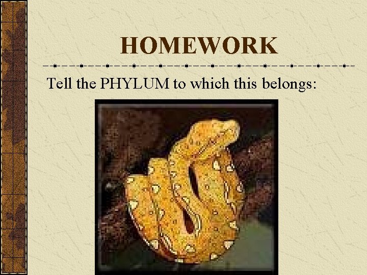 HOMEWORK Tell the PHYLUM to which this belongs: 