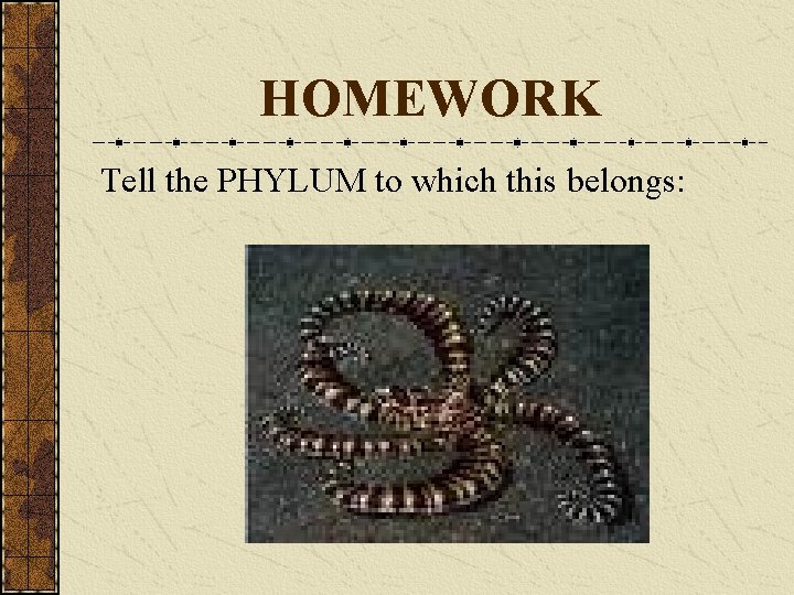 HOMEWORK Tell the PHYLUM to which this belongs: 