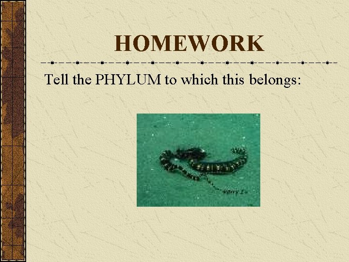 HOMEWORK Tell the PHYLUM to which this belongs: 