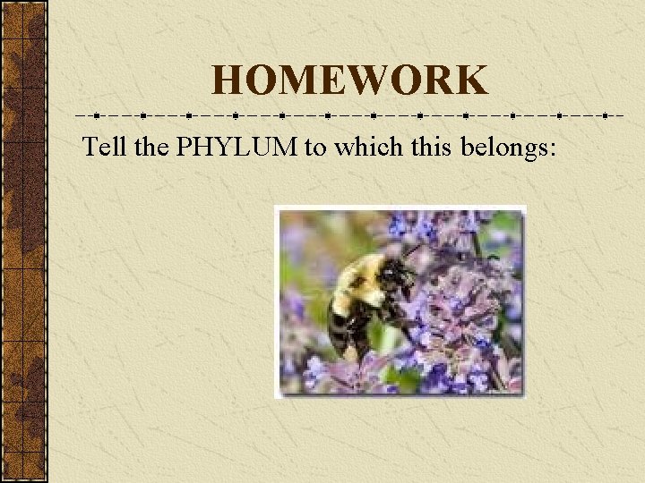 HOMEWORK Tell the PHYLUM to which this belongs: 