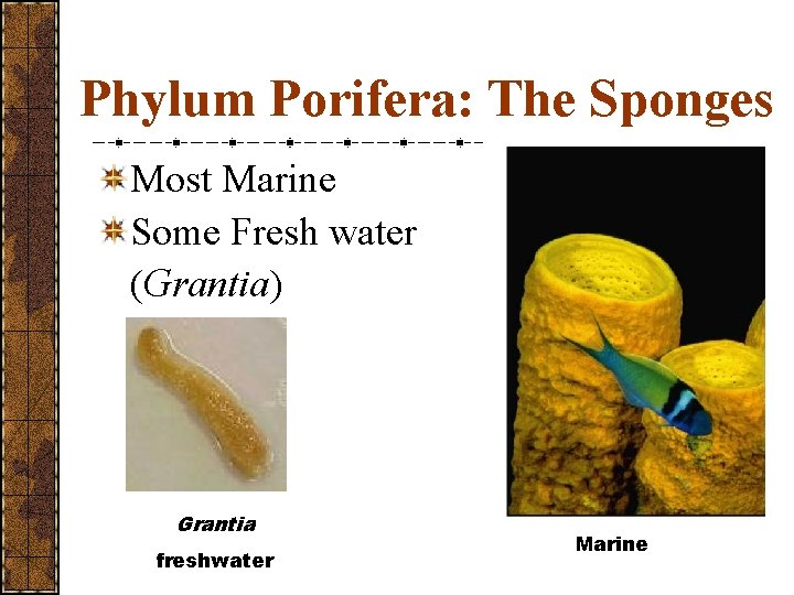 Phylum Porifera: The Sponges Most Marine Some Fresh water (Grantia) Grantia freshwater Marine 