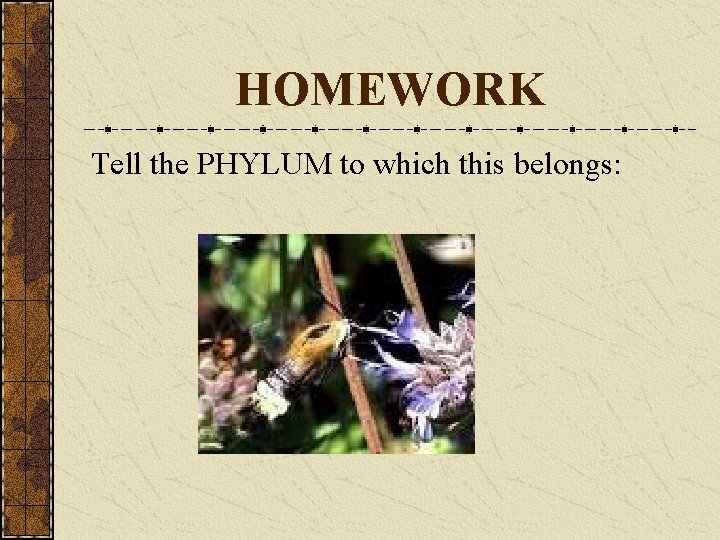 HOMEWORK Tell the PHYLUM to which this belongs: 