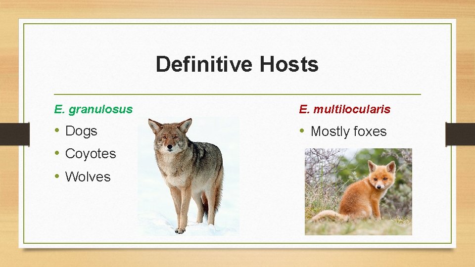 Definitive Hosts E. granulosus E. multilocularis • Dogs • Coyotes • Wolves • Mostly