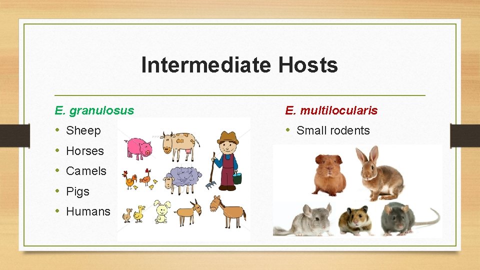 Intermediate Hosts E. granulosus E. multilocularis • • • Small rodents Sheep Horses Camels