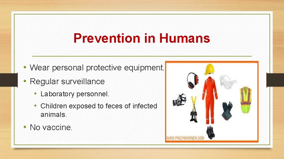 Prevention in Humans • Wear personal protective equipment. • Regular surveillance • Laboratory personnel.