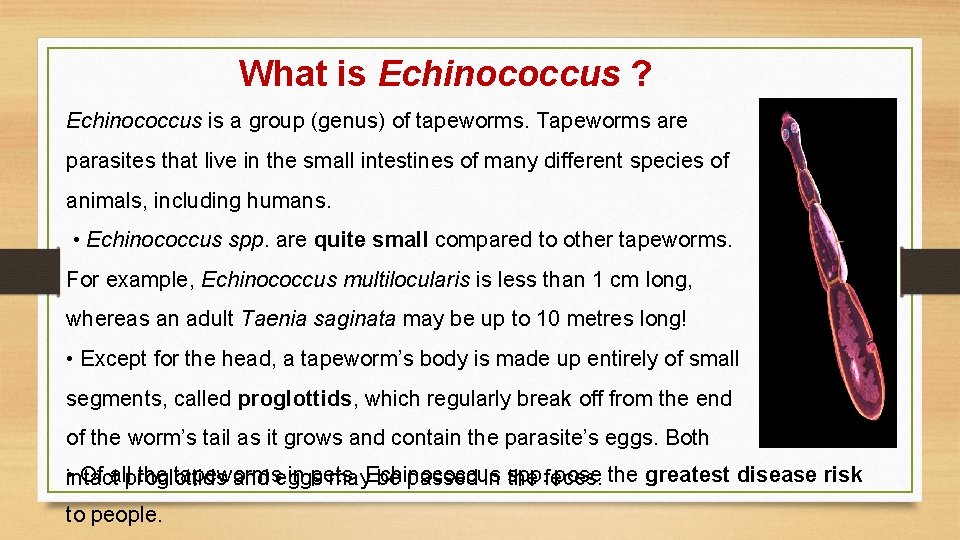 What is Echinococcus ? Echinococcus is a group (genus) of tapeworms. Tapeworms are parasites