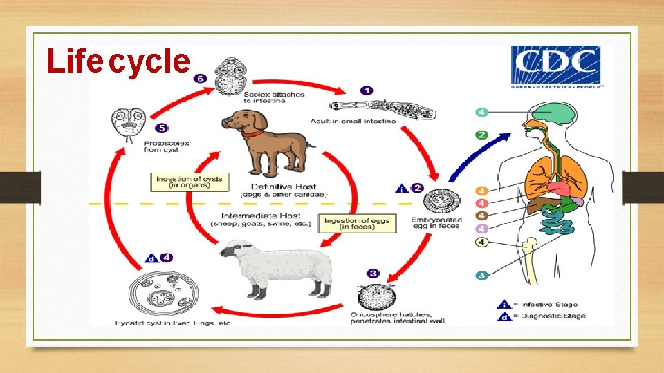 Life cycle 
