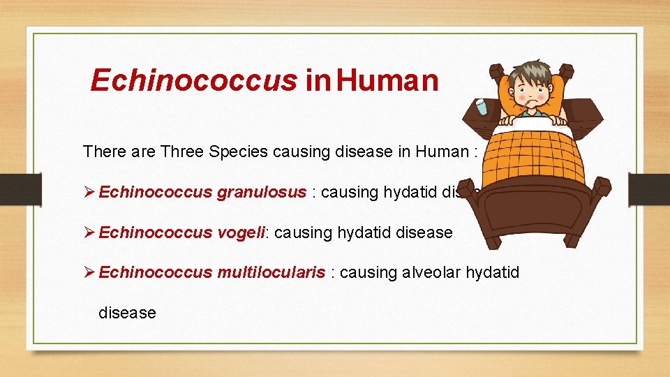 Echinococcus in Human There are Three Species causing disease in Human : Ø Echinococcus