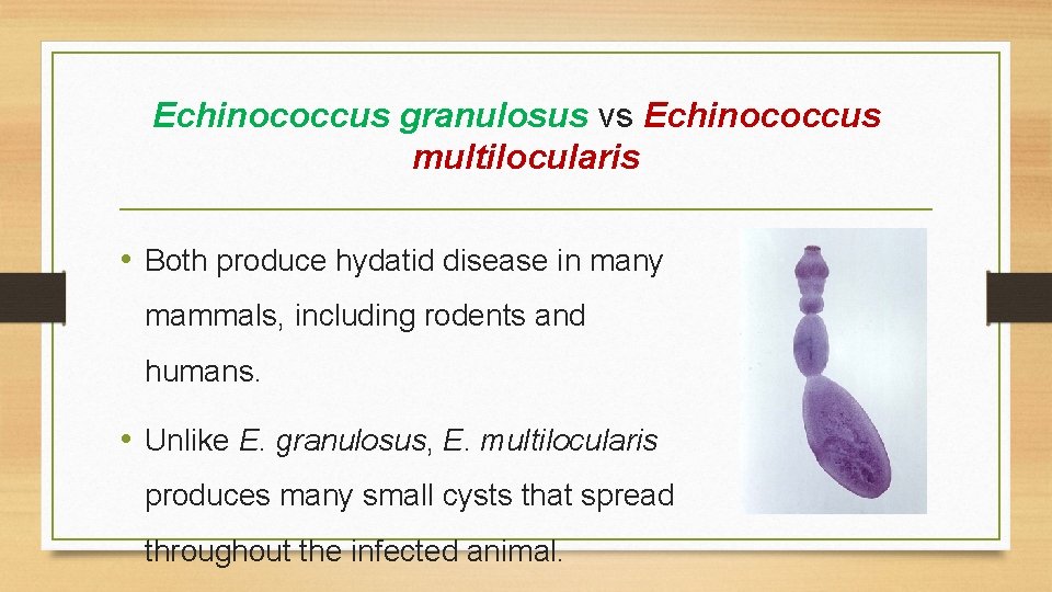 Echinococcus granulosus vs Echinococcus multilocularis • Both produce hydatid disease in many mammals, including