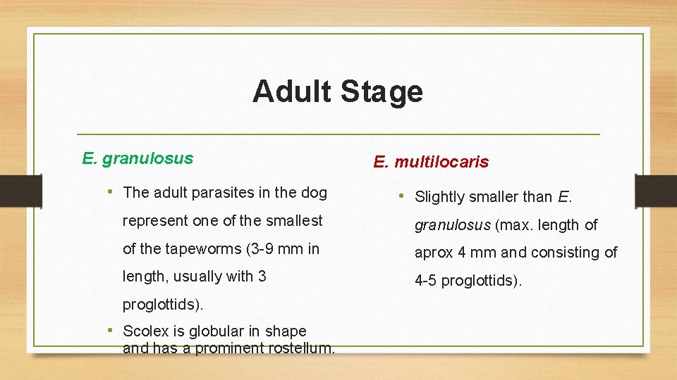 Adult Stage E. granulosus • The adult parasites in the dog E. multilocaris •