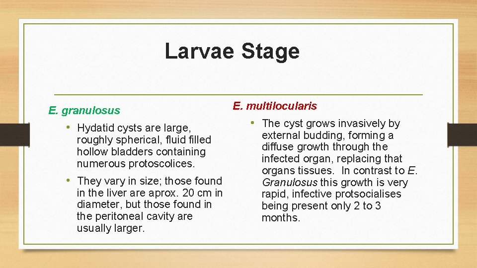 Larvae Stage E. granulosus • Hydatid cysts are large, roughly spherical, fluid filled hollow