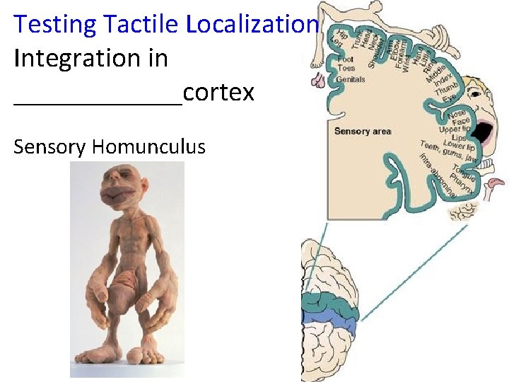 Testing Tactile Localization Integration in ______cortex Sensory Homunculus 