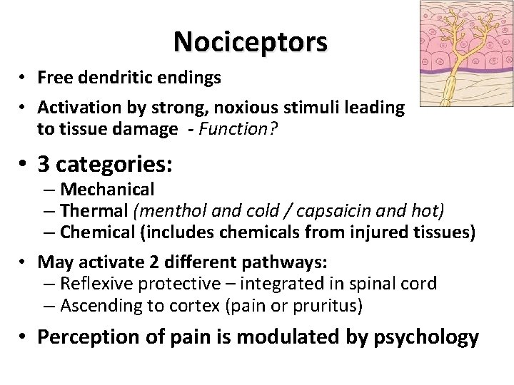 Nociceptors • Free dendritic endings • Activation by strong, noxious stimuli leading to tissue