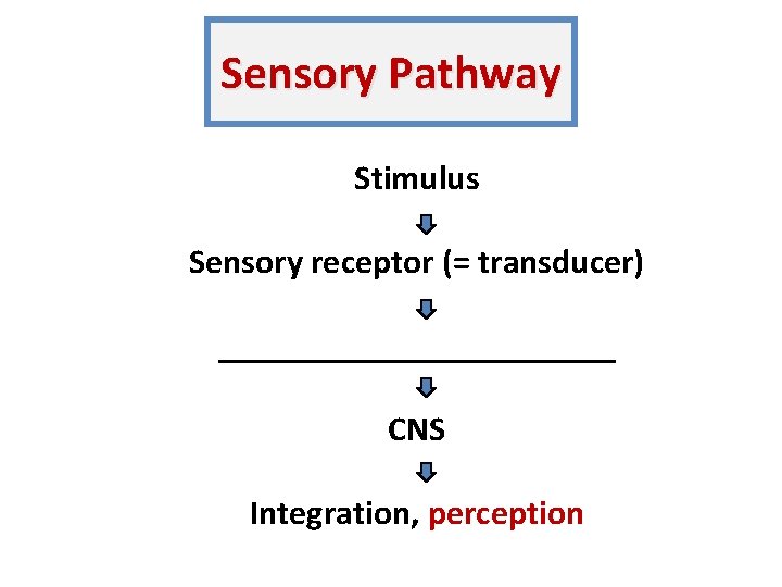 Sensory Pathway Stimulus Sensory receptor (= transducer) ____________ CNS Integration, perception 