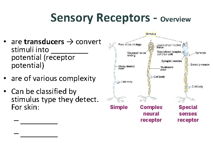 Sensory Receptors - Overview • are transducers → convert stimuli into _____ potential (receptor