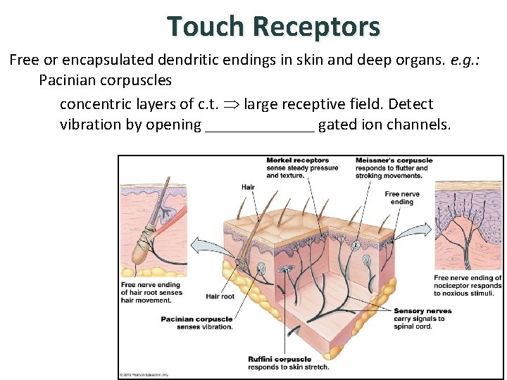 Touch Receptors Free or encapsulated dendritic endings in skin and deep organs. e. g.