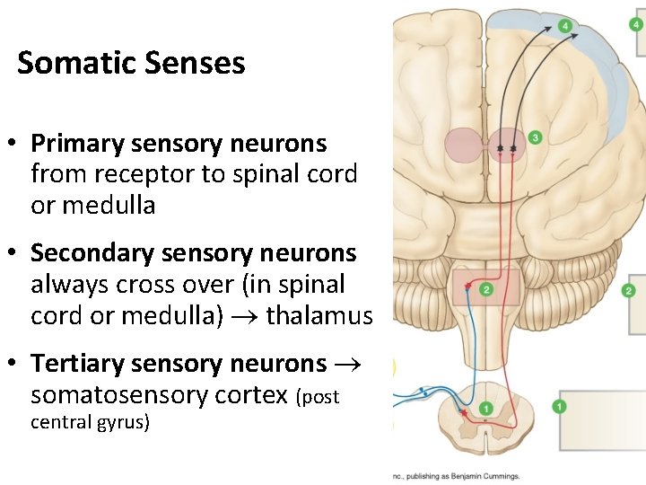 Somatic Senses • Primary sensory neurons from receptor to spinal cord or medulla •