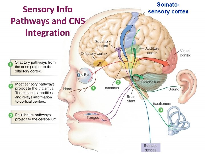 Sensory Info Pathways and CNS Integration Somatosensory cortex 