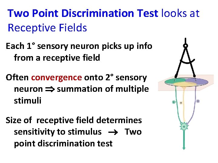 Two Point Discrimination Test looks at Receptive Fields Each 1° sensory neuron picks up