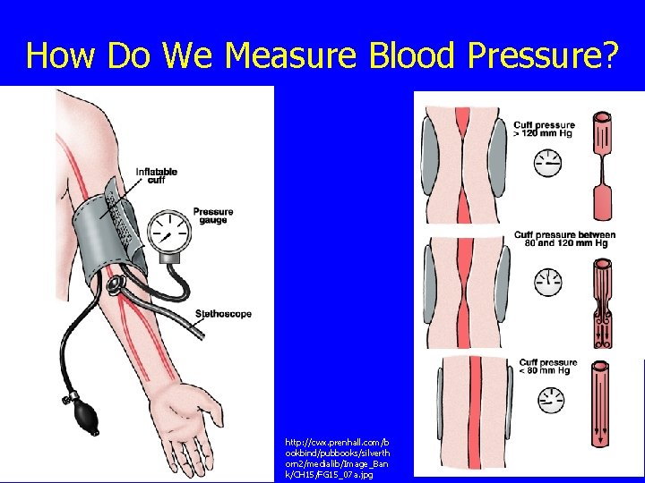 How Do We Measure Blood Pressure? http: //cwx. prenhall. com/b ookbind/pubbooks/silverth orn 2/medialib/Image_Ban k/CH