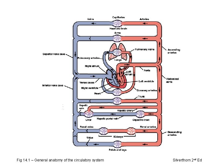 Fig 14. 1 – General anatomy of the circulatory system Silverthorn 2 nd Ed
