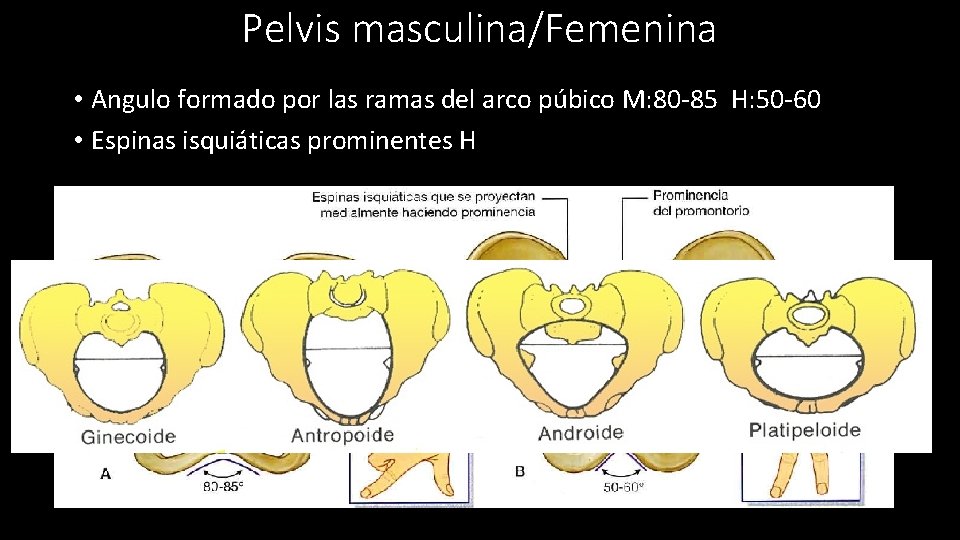 Pelvis masculina/Femenina • Angulo formado por las ramas del arco púbico M: 80 -85
