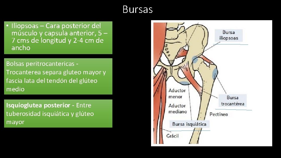 Bursas • Iliopsoas – Cara posterior del músculo y capsula anterior, 5 – 7