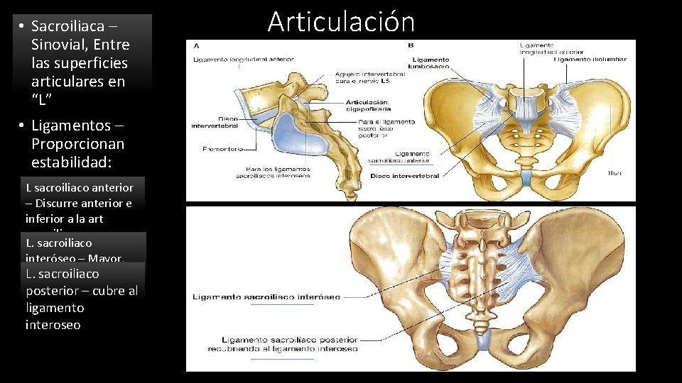  • Sacroiliaca – Sinovial, Entre las superficies articulares en “L” • Ligamentos –