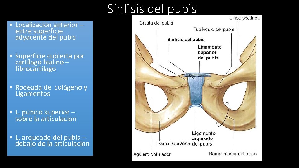 Sínfisis del pubis • Localización anterior – entre superficie adyacente del pubis • Superficie