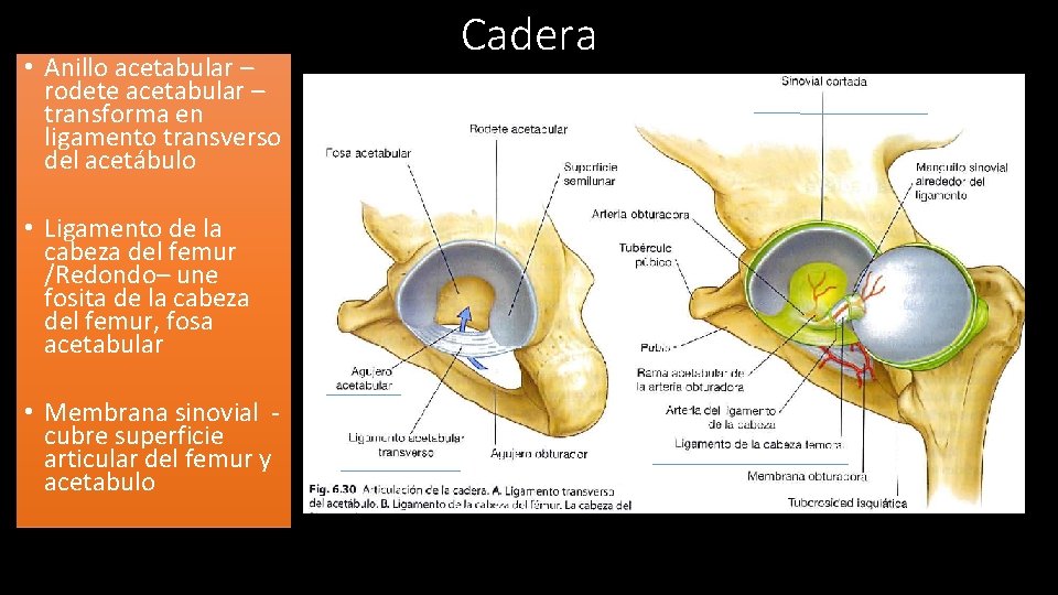 Sinovial – Cabeza – • • Anillo acetabular femoralacetabular y acetábulo– rodete transforma en