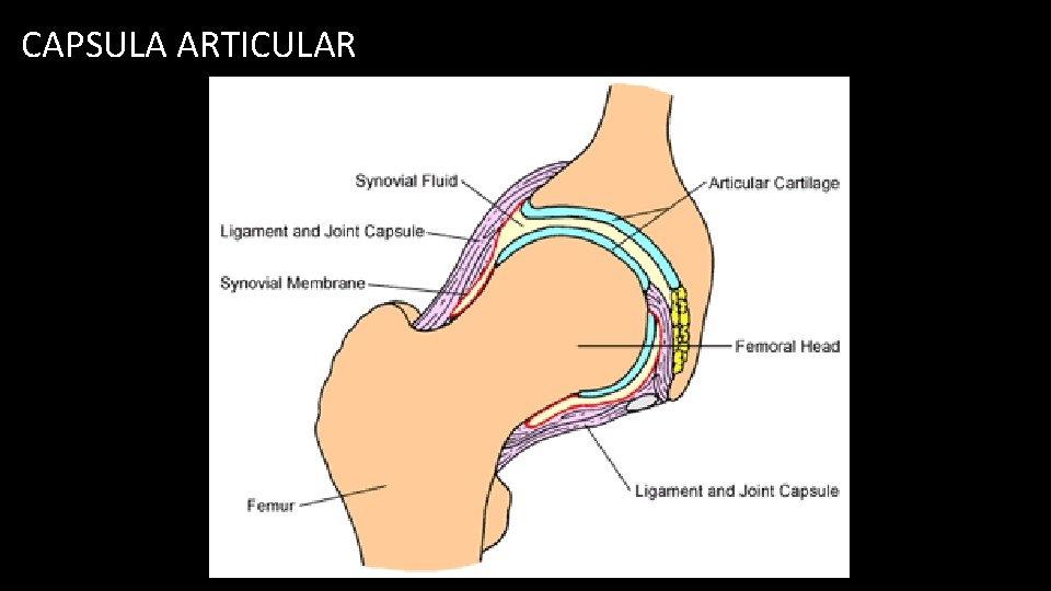 CAPSULA ARTICULAR 