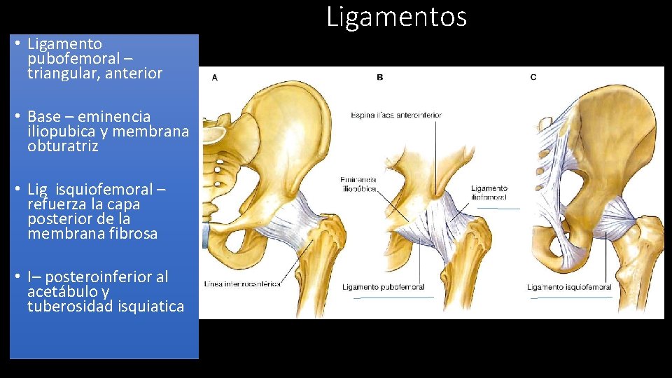  • Ligamento Refuerzan la pubofemoral – superficie externa y triangular, anterior estabilizan la