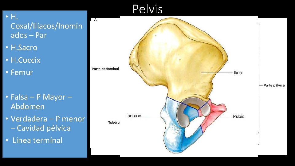  • H. Coxal/Iliacos/Inomin ados – Par • H. Sacro • H. Coccix •