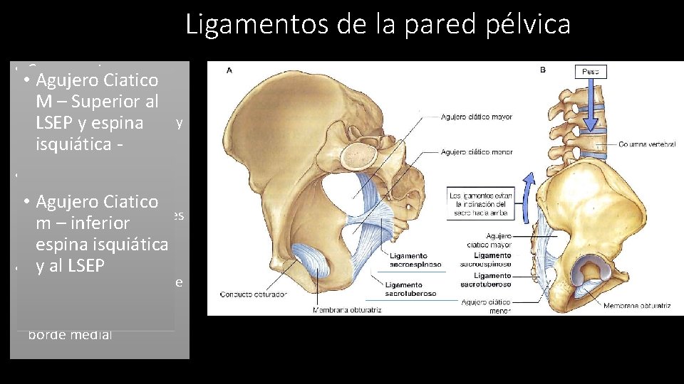 Ligamentos de la pared pélvica • Componentes • principales Agujero de Ciatico las paredes