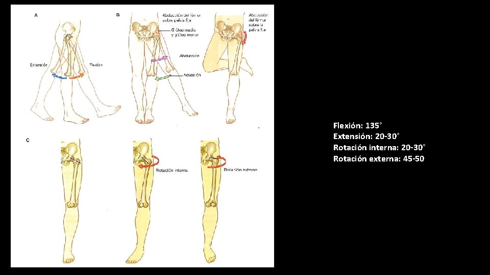 Flexión: 135° Extensión: 20 -30° Rotación interna: 20 -30° Rotación externa: 45 -50° 