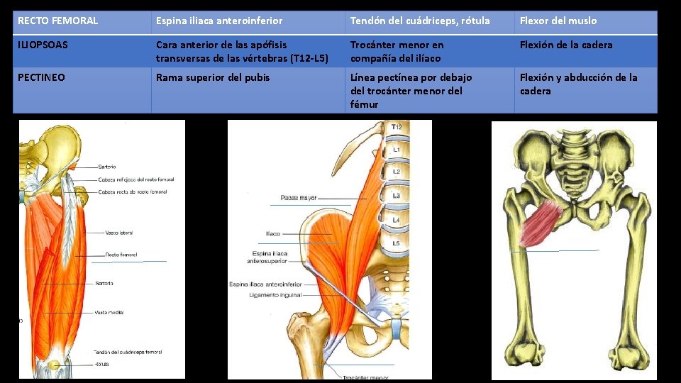 RECTO FEMORAL Espina iliaca anteroinferior Tendón del cuádriceps, rótula Flexor del muslo ILIOPSOAS Cara