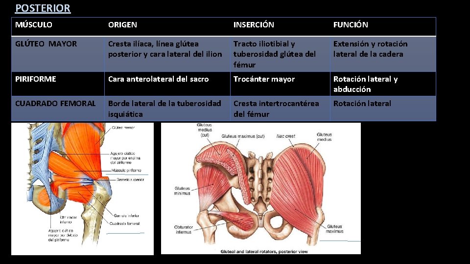 POSTERIOR MÚSCULO ORIGEN INSERCIÓN FUNCIÓN GLÚTEO MAYOR Cresta ilíaca, línea glútea posterior y cara