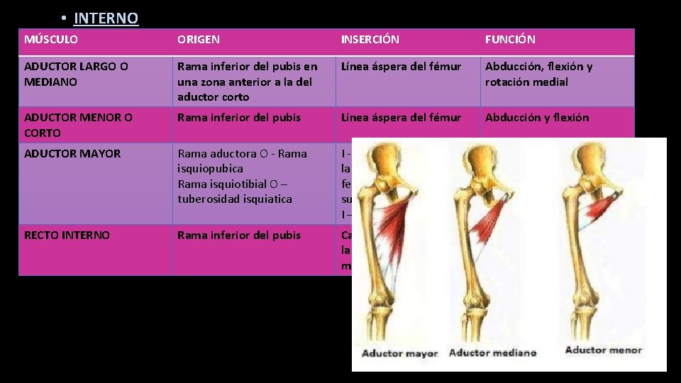  • INTERNO MÚSCULO ORIGEN INSERCIÓN FUNCIÓN ADUCTOR LARGO O MEDIANO Rama inferior del