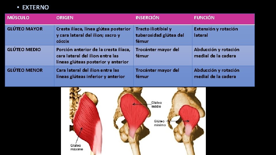  • EXTERNO MÚSCULO ORIGEN INSERCIÓN GLÚTEO MAYOR Cresta ilíaca, línea glútea posterior Tracto