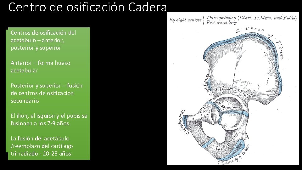 Centro de osificación Cadera • Centros 3 centros y del deprimarios osificación secundarios acetábulo