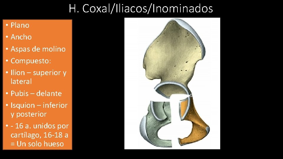 H. Coxal/Iliacos/Inominados • Plano • Ancho • Aspas de molino • Compuesto: • Ilion