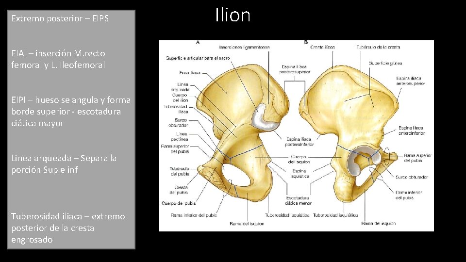  • Extremo Superior e inferior posterior – EIPS • Sup – ala plana