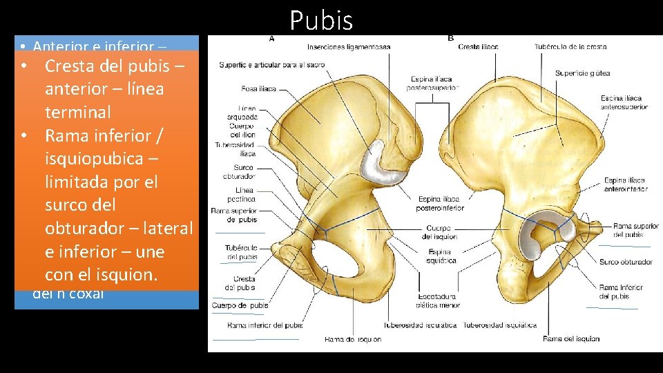  • Anterior e inferior – ramas • Cuerpo Crestay 2 del pubis –