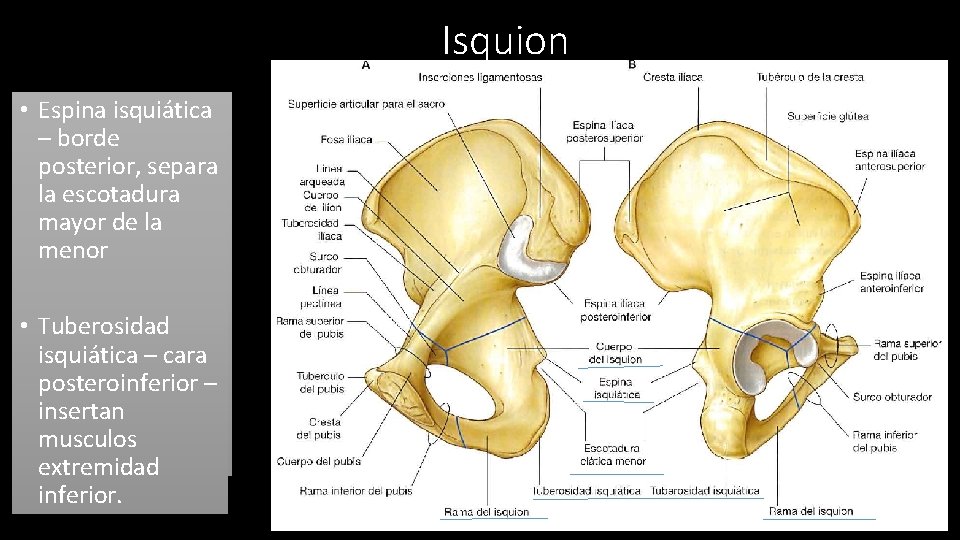 Isquion • • Espina isquiática Posterior e –inferior borde posterior, separa • la. Cuerpo