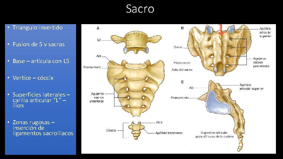 Sacro • Triangulo invertido • Fusion de 5 v sacras • Base – articula