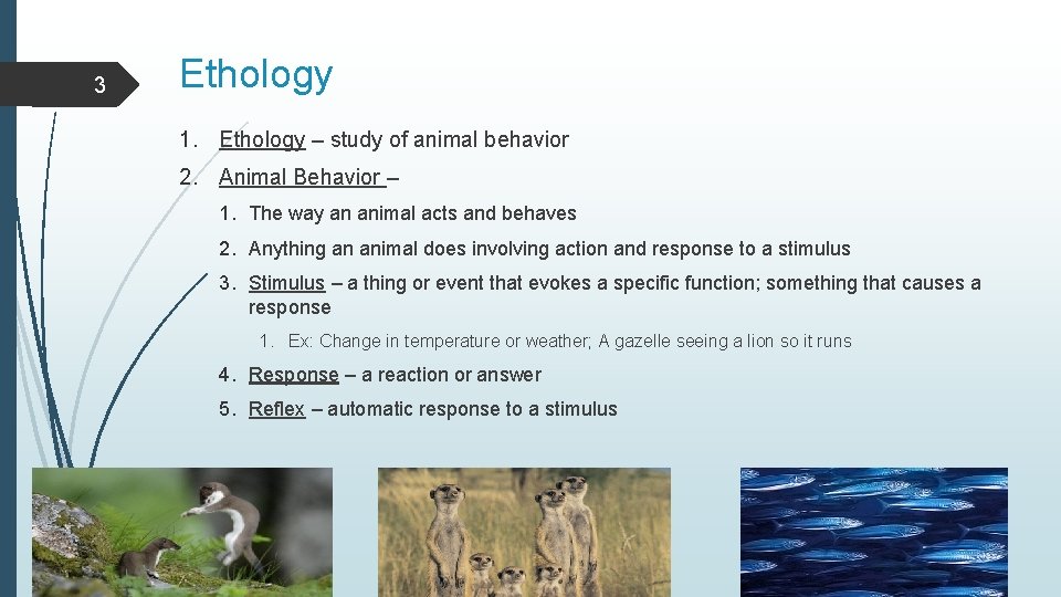 3 Ethology 1. Ethology – study of animal behavior 2. Animal Behavior – 1.